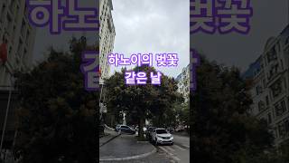 하노이라이프/베트남 북부 봄을 알리는 호아반(Hoa Ban)이 3월이면 연보라꽃이 거리를 물들인다.#하노이 …