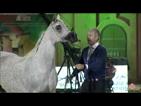 N.234 ANOUD AL JALAWIYAH - 2020 PSAIAHF Al Khalediah Show - Mares 7-9 Years Old (Class 8)