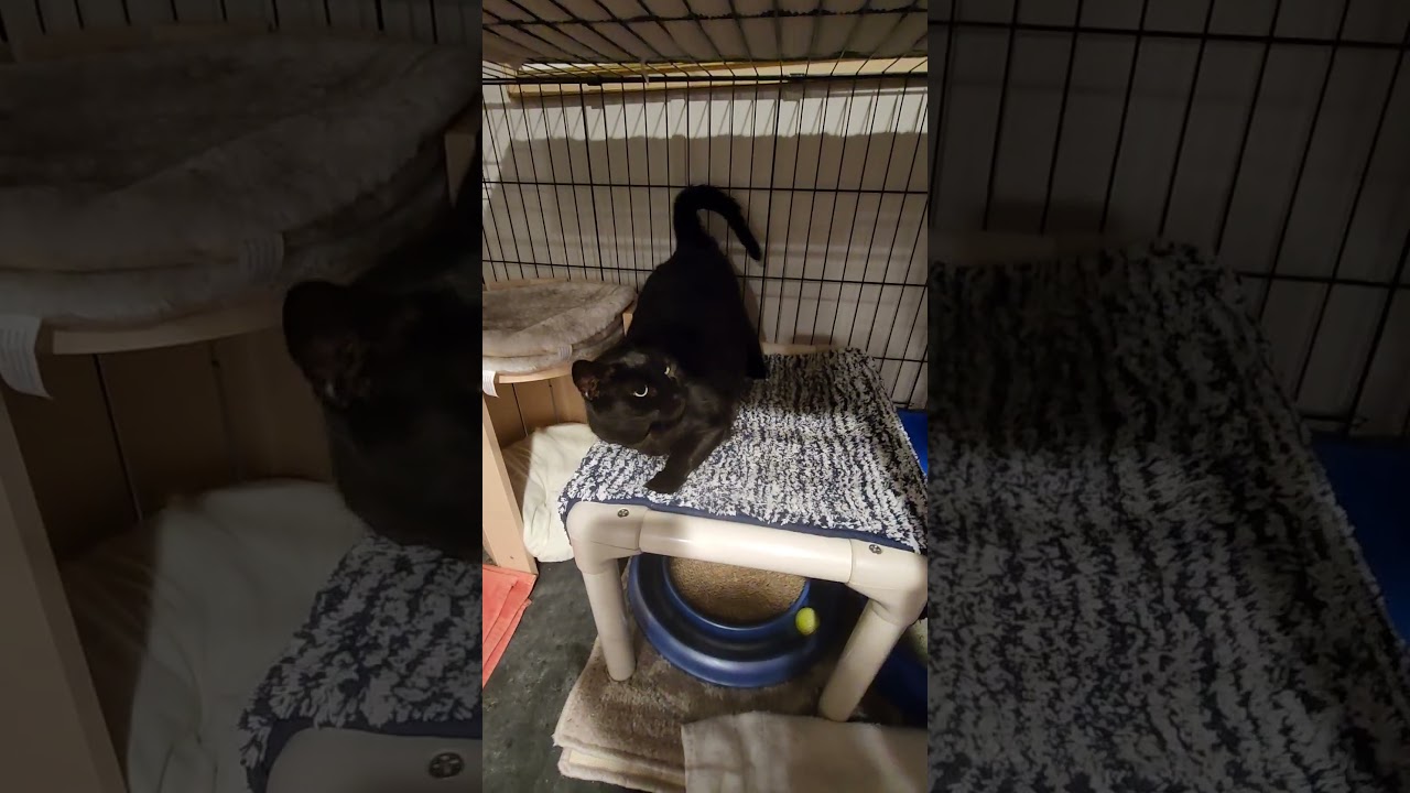 Enlarge Runny, a ADOPTABLE Domestic Short Hair in Hampstead, NC video 2/2