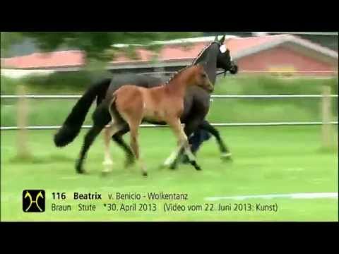 Callaho's Benicio 2013 dressage prospect