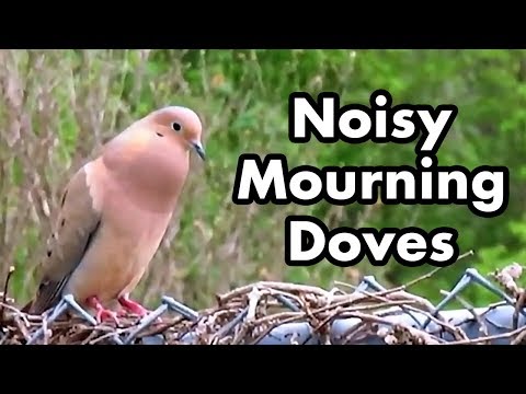 Cute Mourning Doves Make Noise - Mourning Dove Sounds - Bird Calls
