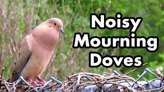 Cute Mourning Doves Make Noise - Mourning Dove Sounds - Bird Calls