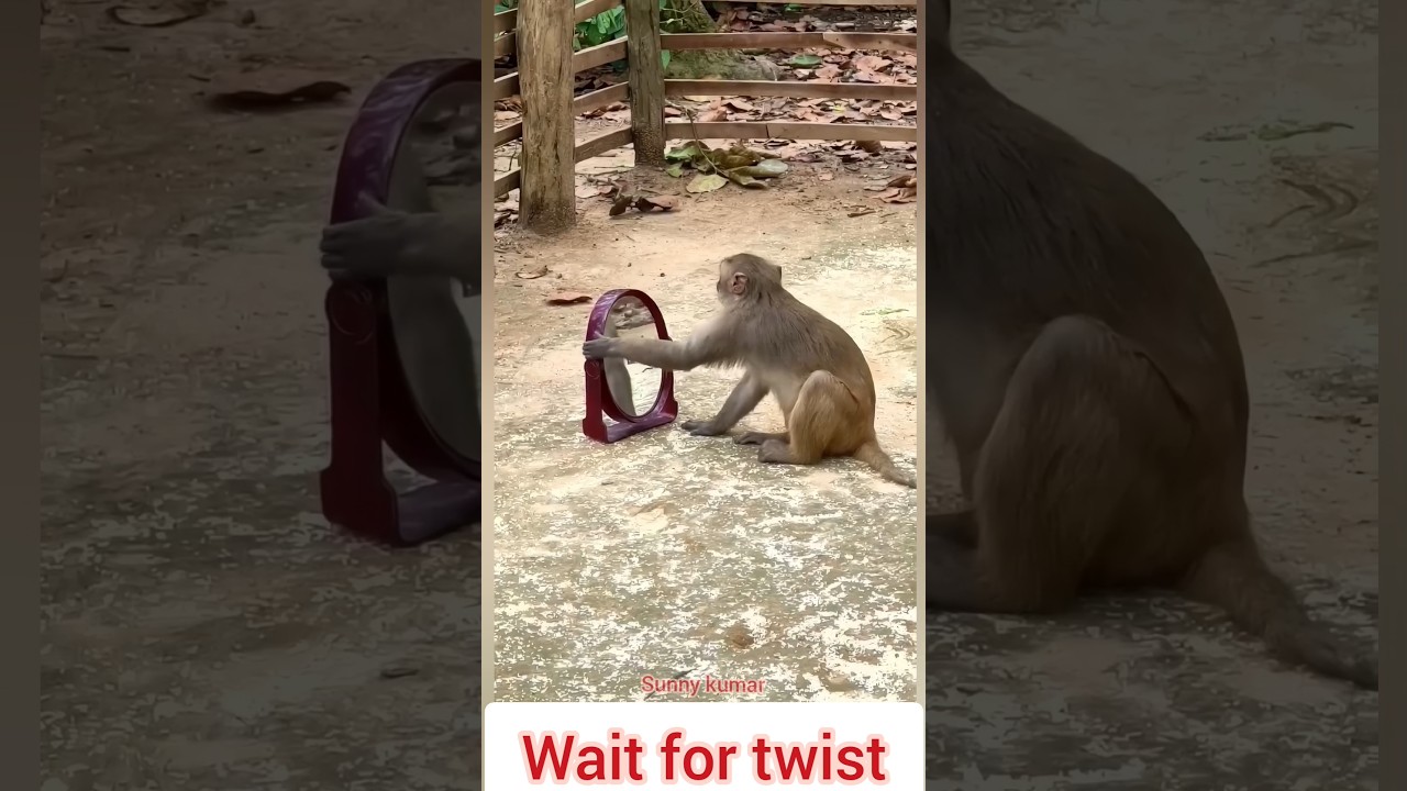 Monkey ki mastii mirror ke saath 🐵✨#monkeyshorts #funnymonkey #monkeylove #bandar #wildlife
