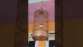 Download lagu sanma skylark ngeroll tembak , cocok untuk masteran burung lain mp3 Download lagu sanma skylark ngeroll tembak , cocok untuk masteran burung lain mp3