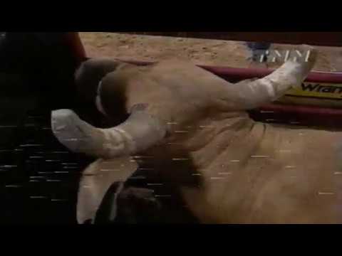 Robert Bowers vs Yellow Jacket - 99 PBR Finals (86.5 pts)