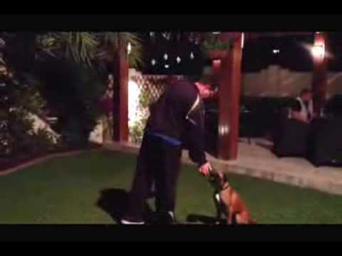 Isidor Vlajinac -  Boxer Risha