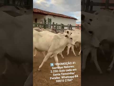 41 Garrotas Nelores: 2.250 reais cada em Santa Terezinha/ Paraíba. Whatsapp 84 99810 2784*#gado