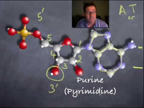 5'- und 3'-Enden von DNA.mov