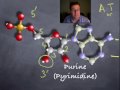 5' and 3' ends of DNA.mov 