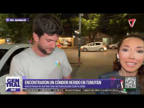 Encontraron un CÓNDOR herido en Tunuyán: vecinos y rescatistas unieron fuerzas para salvarlo
