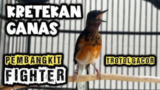 Download lagu GANAS Pool!! KRETEKAN DAN SIULAN MURAI BATU TROTOL PANCING BUNYI‼️ mp3