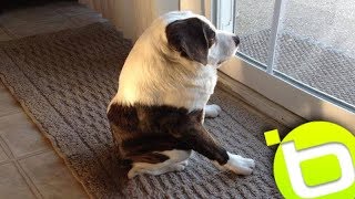 Rufo el Perro Mas Corto del Mundo