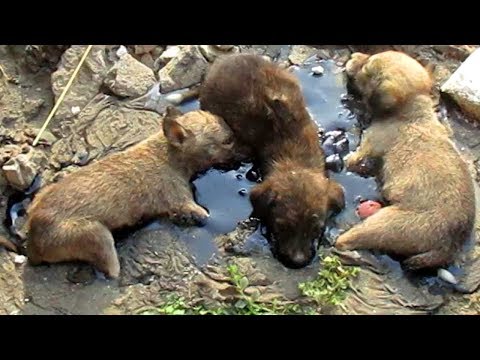 Спасение трех щенков из лужи битума
