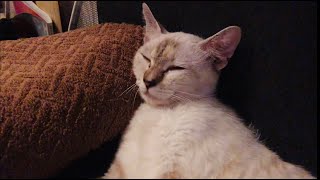 フーちゃん