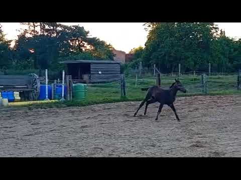 Zinedream X Lord Pezi