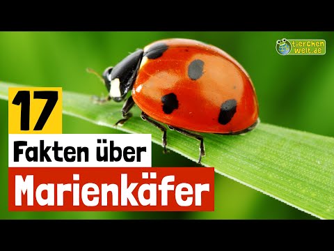 17 Steckbrief-Fakten über Marienkäfer - Doku-Wissen über Tiere - für Kinder