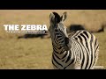 The Zebra - Everything you need to know about Zebras