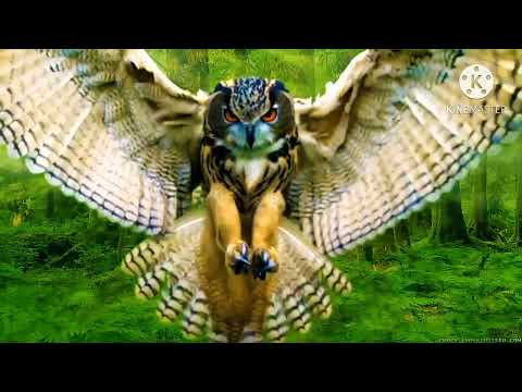 All about owls for kids: Backyard bird series and cute owl video