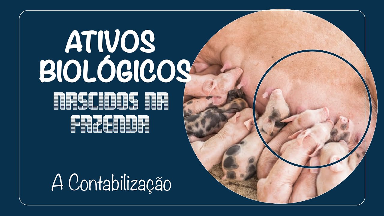Ativos Biológicos nascidos na Fazenda A Contabilização