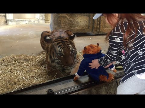 Der Tiger & das Kuscheltier