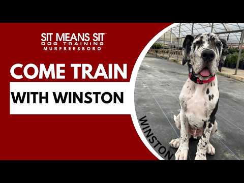 Training Video