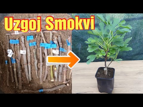 Der einfachste Weg, Feigen aus Stecklingen zu züchten