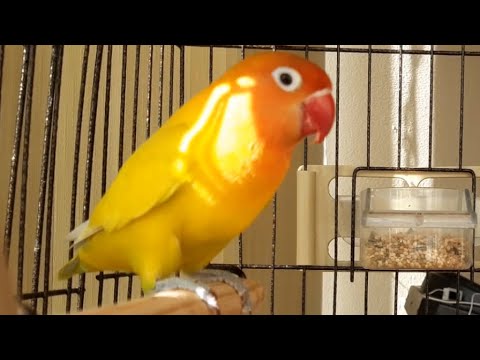 Lovebird SINGING and CHIRPING sounds