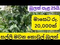 සල්ලි මවන කොවුලේ බුලත් වගාව Kowul Bulath Wagawa