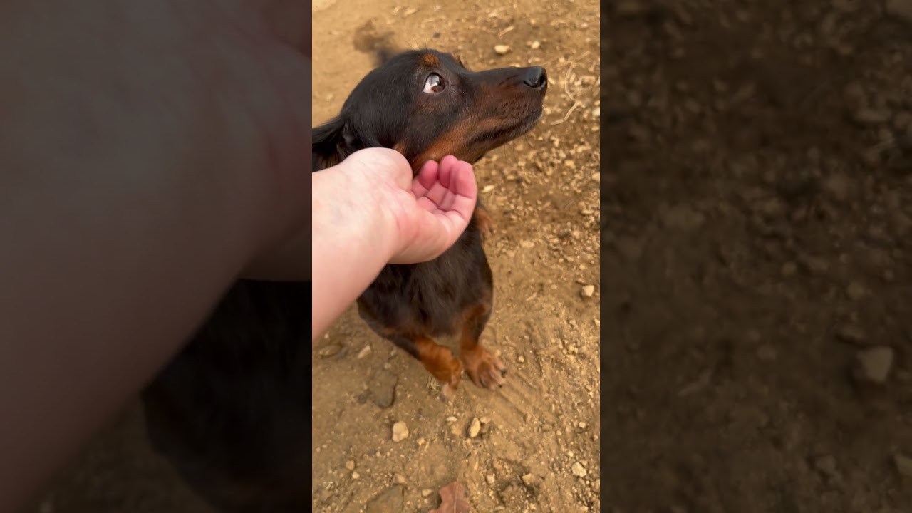 Enlarge Mr. Weenie, an adopted mixed breed in Sewaren, NJ video 2/2