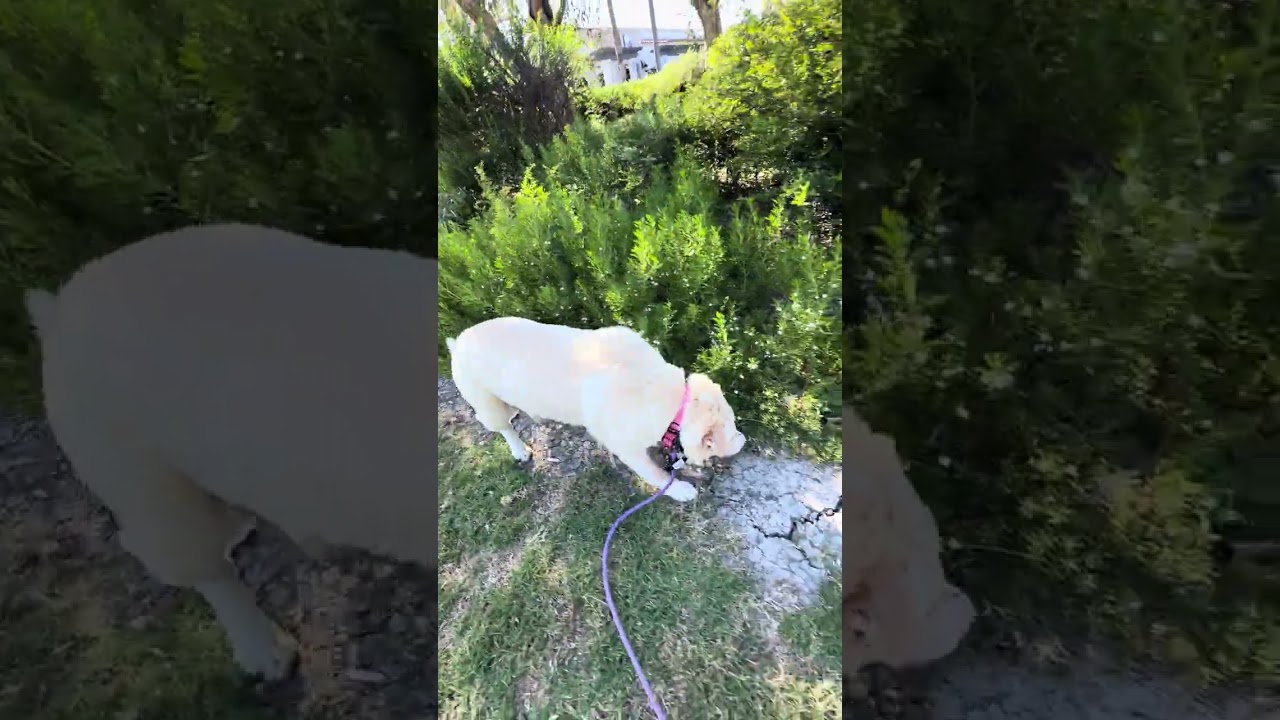 Enlarge Stevie Nicks, an adopted mixed breed in Los Angeles, CA video 6/6