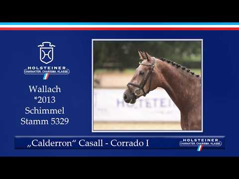 Holsteiner Sommerauktion | Nr. 6 - Calderron v. Casall - Corrado I