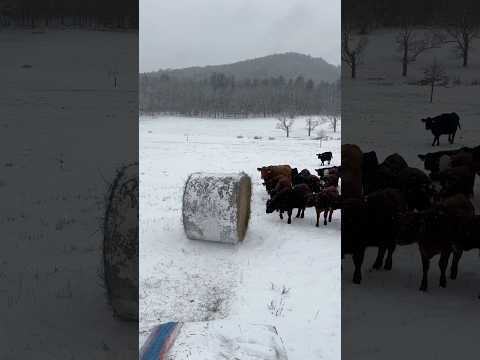 SAMANI İNEKLERE YUVARLADI