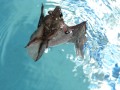 Yes Bats Can Swim Yes We Saved Him