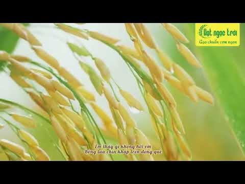 Gạo Hạt Ngọc Trời Thiên Vương - Gạo Thơm Đặc Sản | Gạo Phương Nam