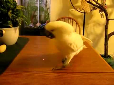 Parrot confused by laser pointer