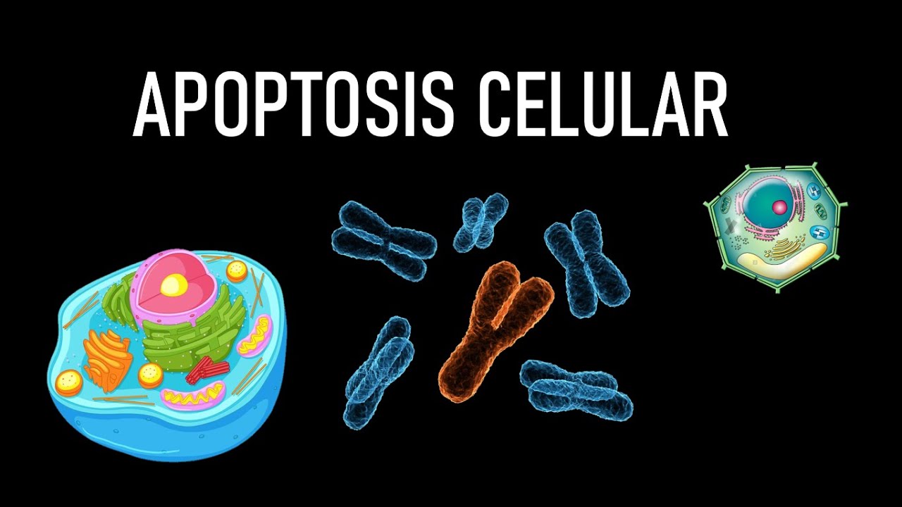 Apoptosis celular - (Vía extrínseca, intrínseca, fase de ejecución, morfología)