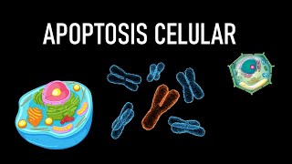 Apoptosis celular - (Vía extrínseca, intrínseca, fase de ejecución, morfología)