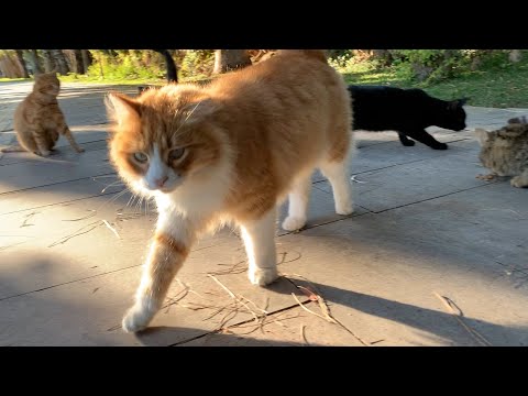 Alpha cat scares the other cats