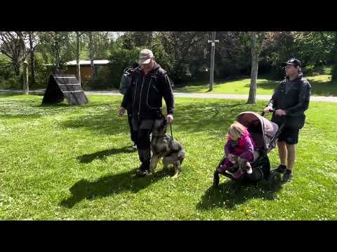 Chilli z Jukasu - obedience training - 2 years