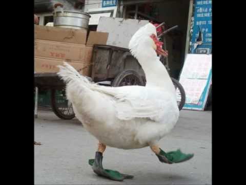 Afrosound - La Marcha Del Pato