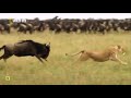 Wildebeest Chases And Defeats Attacking Lion