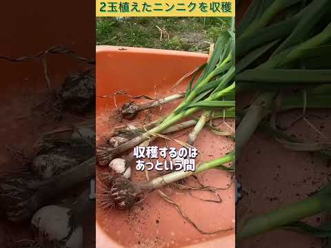 なぜニンニクを植物に入れるのでしょうか？祖母が庭での6つの意外な使い方を教えてくれました  庭園