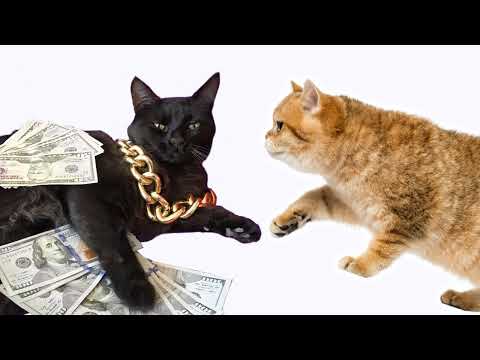 Затравили, затоптали 😓 ➤ Кошка Чечня БлоХер