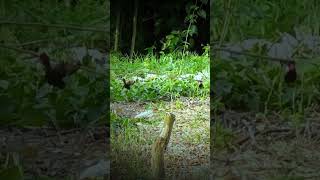 Download lagu uji coba Pikat burung Dengan Dua Ruji Dapat Sogon Ciblek Alang Alang kemade avatar #burcil #sogon mp3 Download lagu uji coba Pikat burung Dengan Dua Ruji Dapat Sogon Ciblek Alang Alang kemade avatar #burcil #sogon mp3