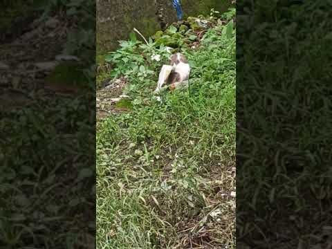 Cat hula eating on 1 july 2020 @ 1:59 pm,sushant singh rajput ka suicide hua ya murder??