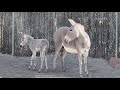 A Wild Ass Full Of Sass Meet The Denver Zoo S Newest Member