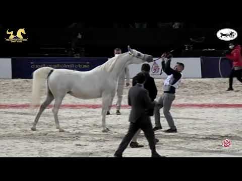 N 125 BADAWIA EL FARIDA   The Egyptian Event Cairo 2021   Mares 7 9 Years Old Class 9