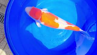 video van Kohaku SFF-31032021-01