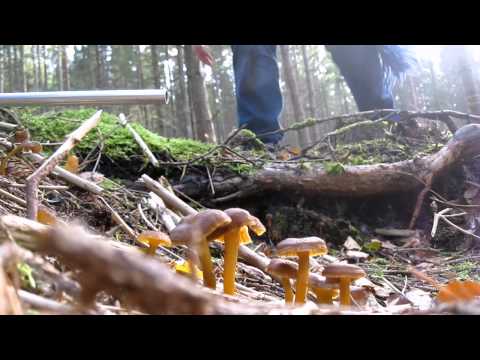 Svamp Jägarna - Inte utan mina TrattKantareller! 2011