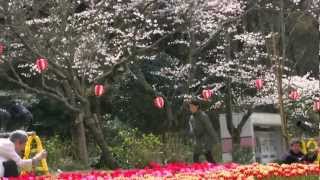 preview picture of video '浜松フラワーパーク・桜＆チューリップ祭り6,Sakura＆Tulip festa,Hamamatsu,Japan'